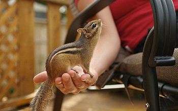 Animals, Sit, Palm, Tail, Chipmunk HD wallpaper