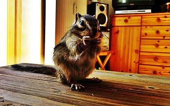Animals, Sit, Striped, Table, Room, Chipmunk HD wallpaper