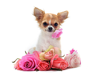 Chihuahua dogs, Beautiful backgrounds, Lovely pets, Delightful companions HD wallpaper