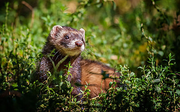 Animals, Grass, Sit, Polecat, Ferret, Peek Out, Look Out HD wallpaper