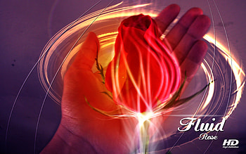 Fluid Rose, design, high definition, mateus soave, mata, beautiful, ray, rose, ps, fluid HD wallpaper
