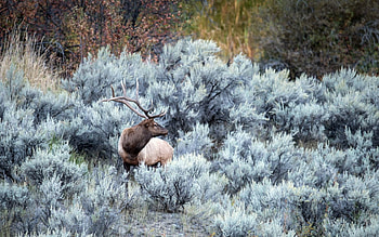 Animals, Forest, Hoarfrost, Frost, Deer, Horns HD wallpaper