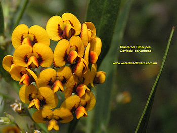 BEAUTIFUL YELLOW FLOWER, plant, pretty, beauty, flower HD wallpaper