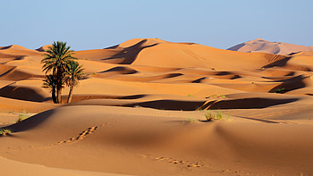 Desert Tree Sky HD wallpaper