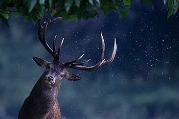 Deer Rain Maker, deer, animals HD wallpaper