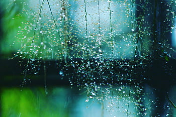 Beautiful macro of dew on delicate plant stems, capturing nature's serenity and detail. HD wallpaper