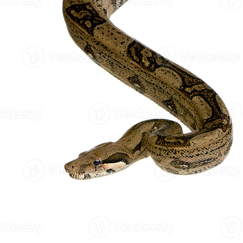 Boa Constrictor, Boa constrictor, 802196 stock , Vecteezy HD phone wallpaper