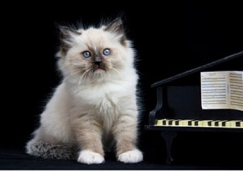 Fluffy, kitten, cat, animals HD wallpaper