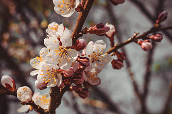 Flowers, Macro, Close-Up, Bloom, Flowering, Branch, Spring HD wallpaper