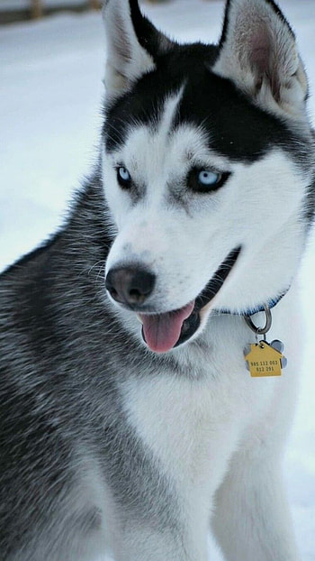 Husky Dog, Pet Dog, Husky Pet Dog HD phone wallpaper