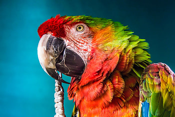 Rainbow Macaw, rainbow, color, macaw, colourful, parrot HD wallpaper