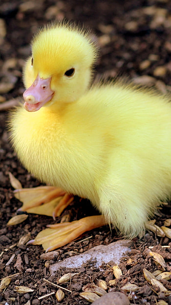Animal kingdom, Fascinating ducks, Wildlife beauty, Feathered grace HD phone wallpaper
