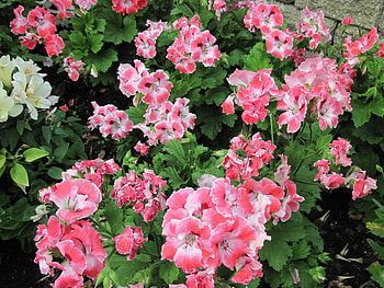 New display at the Pyramids 96, pink, geranium, graphy, green, Flowers, garden HD wallpaper