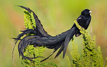 Bird-of-paradise, Birds HD wallpaper