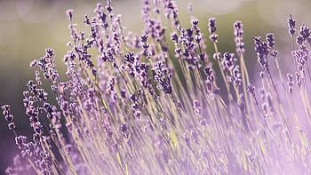 Nature lavender field, flower , Android mobiles HD wallpaper