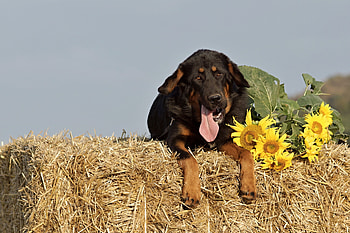 Animals, Sunflowers, Dog, Muzzle, Sheepdog, Sheep Dog, Hay HD wallpaper