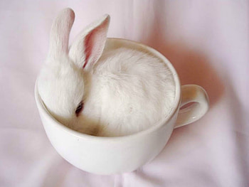 BUNNY IN A CUP, CUTE, BUNNY, , CUP HD wallpaper