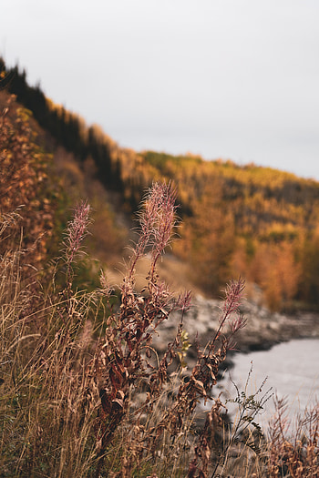Plants, Nature, Grass, Dry, Wild HD phone wallpaper