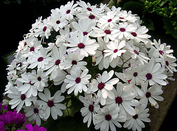 Flowers, Flower Bed, Flowerbed, Snow White, Cineraria HD wallpaper