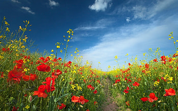 Plants, Landscape, Nature, Flowers, Fields HD wallpaper