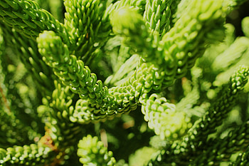 Wheat, Plant, Macro HD wallpaper