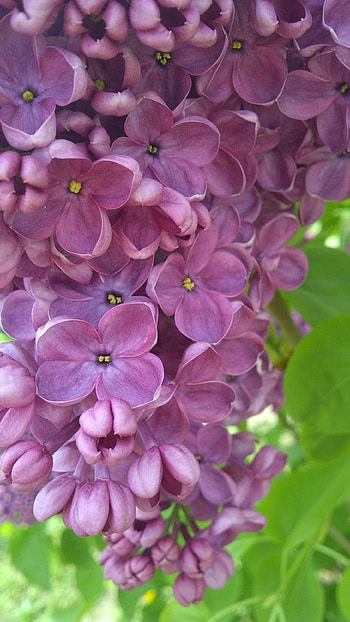 Lilac, Beautiful Lilac HD phone wallpaper