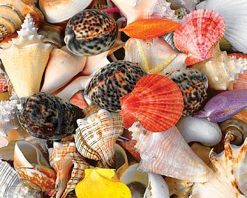Seashells, Beach, Sand, Periwinkles HD wallpaper