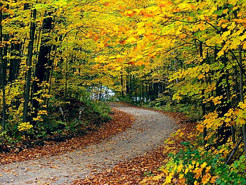 beautiful autumn, autumn, nature, graphy HD wallpaper