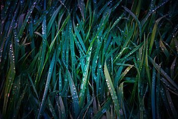 Grass, drops, macro HD wallpaper