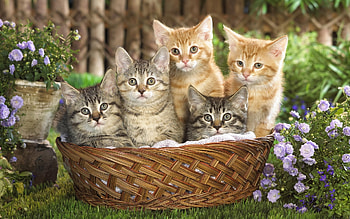 Animals, Cats HD wallpaper