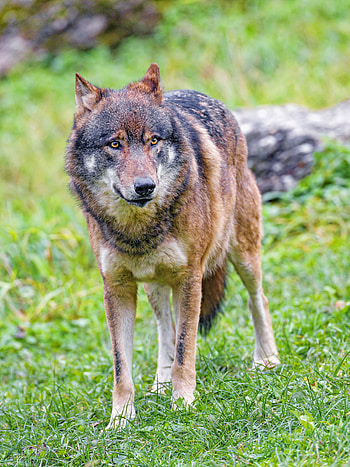 Animals, Brown, Predator, Wolf, Wildlife, Animal HD phone wallpaper