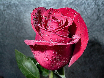 Rose bud, delecate, buds, soft, beautiful, nice, tender, rose, pretty, petals, blossoms, bud, nature, flowers, blooms, lovely HD wallpaper