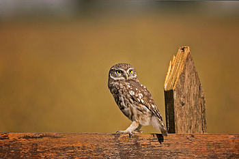 Little Owl , owl, birds, flickr HD wallpaper