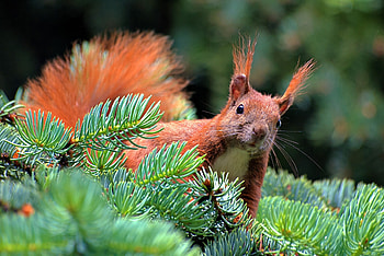 Spruce branch, Squirrel, Pine needles, Goodfon HD wallpaper