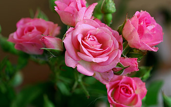 Plants, Flowers, Roses HD wallpaper