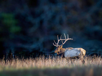 Elk, Great Smoky Mountains National Park HD wallpaper