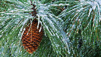 Pine Tree, Backgrounds HD wallpaper
