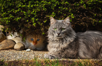 Hidden View, white, gray, ears, cute, stone ledge, hidden, 4270x2765, shrub, blue eyes HD wallpaper
