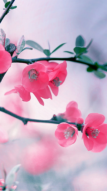 Flowers , Beautiful, Pink Flowers, Nature HD phone wallpaper