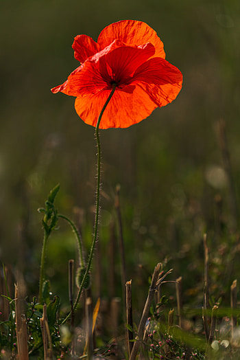 Flowers, Flower, Bright, Bloom, Flowering, Poppy HD phone wallpaper