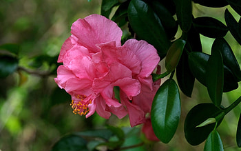 Pink Flower, plant, nature, pink, flower HD wallpaper