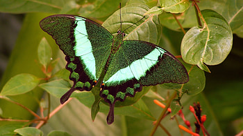 Butterflies, Insects HD wallpaper