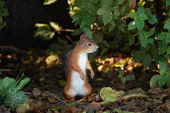 Animals, Squirrel, Autumn, Leaves, To Stand, Stand HD wallpaper