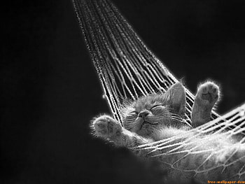 Kool Kitty, cats, sleepy, hammock, animals HD wallpaper