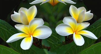 Plumeria Collage For My Friend Yaty, ART, FLOWERS, NATURE, ABSTRACT, BEAUTY HD wallpaper