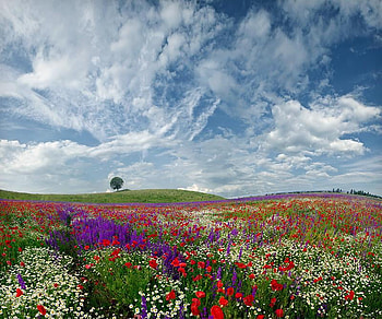 Flowers, sky, nature, field HD wallpaper