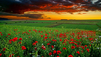 HOW TO FULL RESOLUTION FOR : HD wallpaper