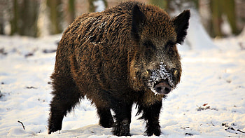 Animals, Winter, Snow, Fangs, Boar, Piglet HD wallpaper