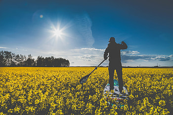Nature, Flowers, Field, Sunlight, Surfer, Row HD wallpaper