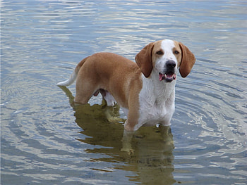 A DOG IS A MANS BEST FRIEND, dog, cute, adorable, friendly HD wallpaper